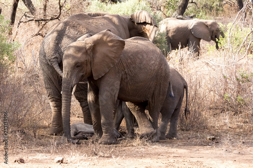 Elefant - Loxodonta africana