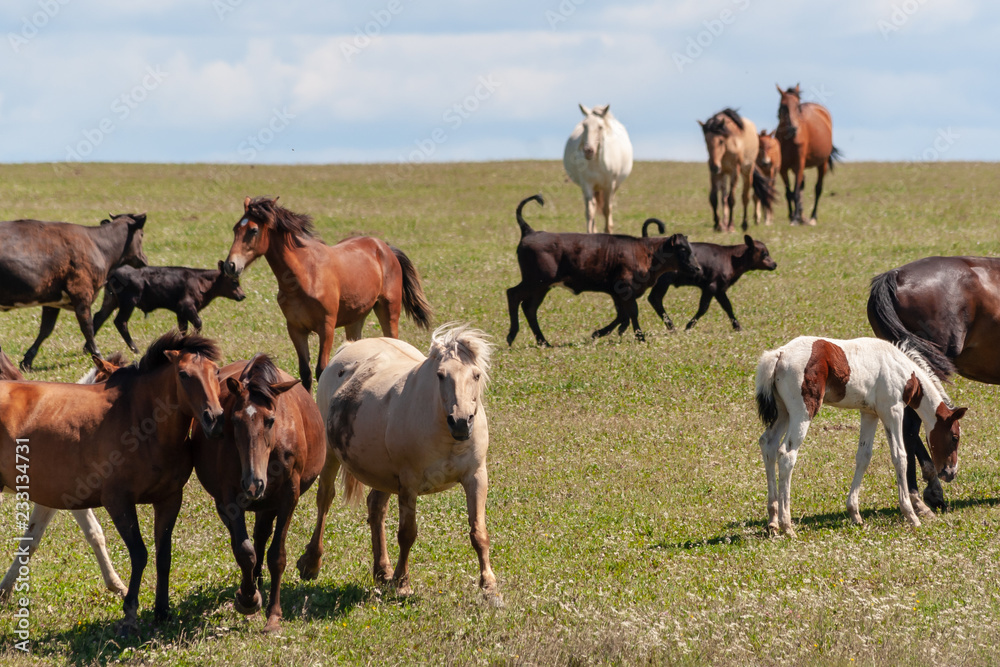 Horses with foals, cows with calves graze on a summer meadow Horses with foals, cows with calves graze on a summer meadow