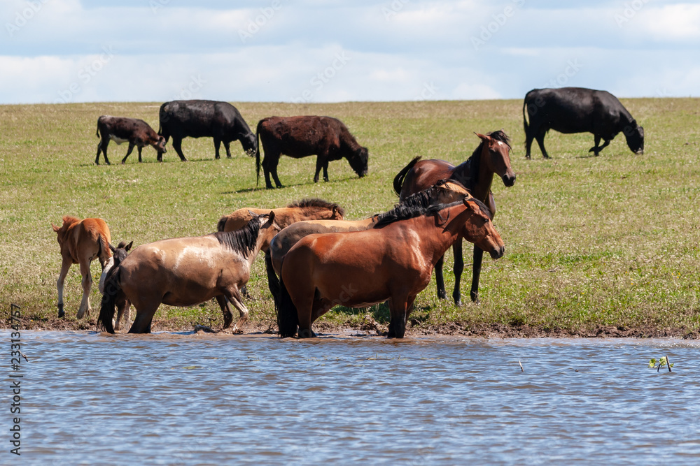 Horses are resting near the water. Horses are resting near the water.