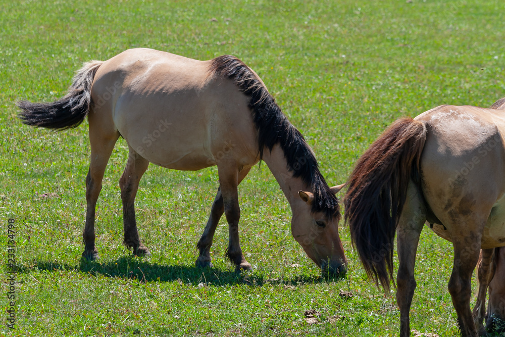 Horses graze on a green pasture. Horses graze on a green pasture.