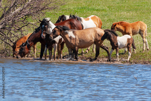 A herd of horses with foals drink water from a pond on a hot, summer day © Ilmar