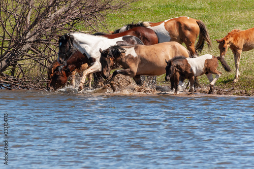 A herd of horses with foals drink water from the pond and frolic © Ilmar