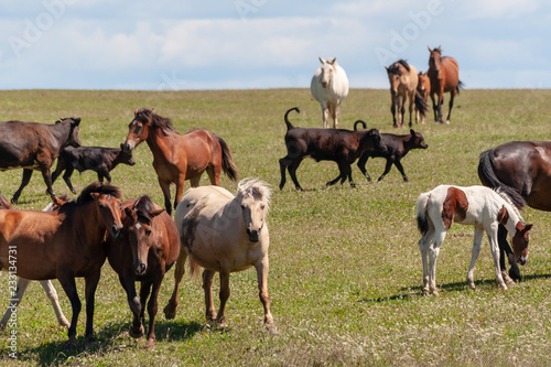 Horses with foals, cows with calves graze on a summer meadow