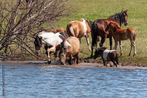 A herd of horses with foals drink water from the pond and frolic