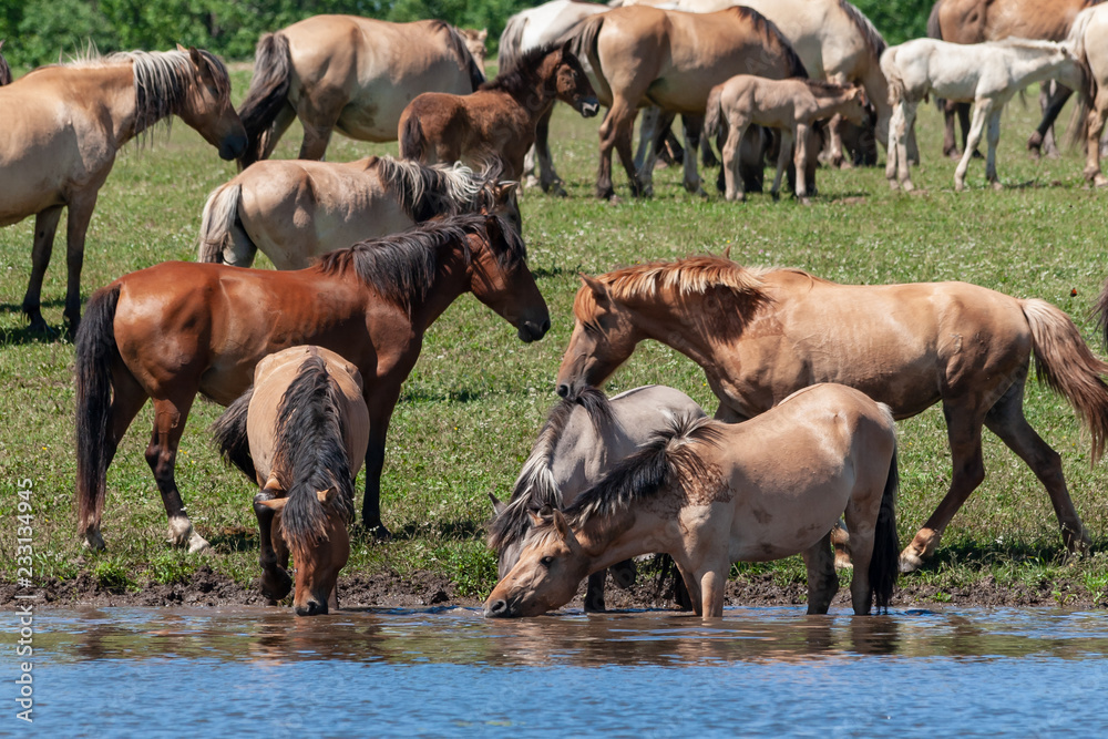 Fototapeta premium Horses are in the water and drink water.