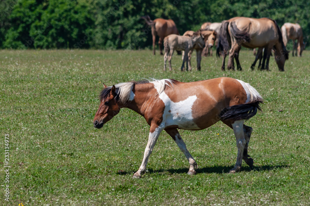 Spotted horse. Horses graze on a green meadow. Spotted horse. Horses graze on a green meadow.