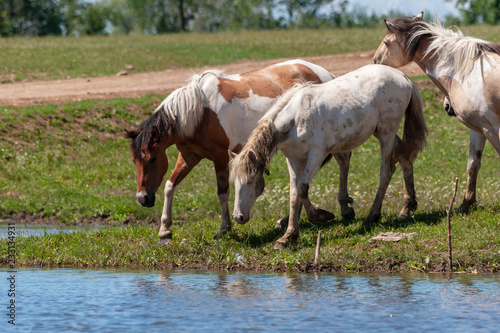 Horses on the shore of the pond. Horses at the site of watering.