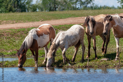 Horses on the shore of the pond. Horses at the site of watering.