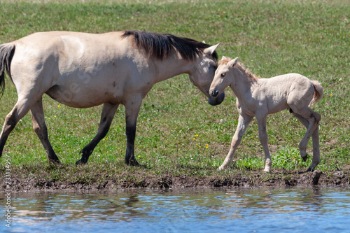 Mare with her foal on the shore of the pond.