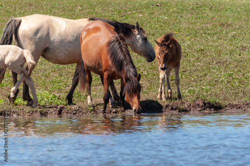 Mares with their foals on the shore of the pond. © Ilmar