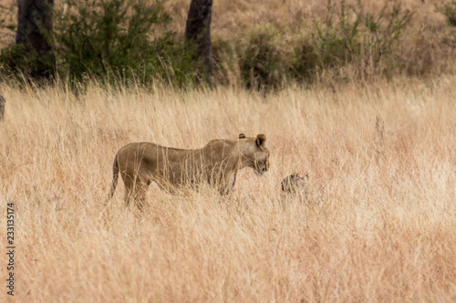 Löwe (Panthera leo) © EinBlick