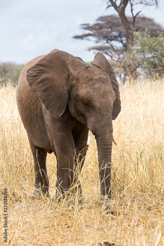 Elefant - Loxodonta africana Elefant - Loxodonta africana