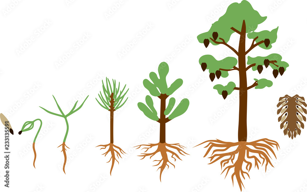 Pine tree life cycle. Stages of growth from seed to mature pine tree