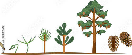 Pine tree life cycle. Stages of growth from seed to mature pine tree with cones