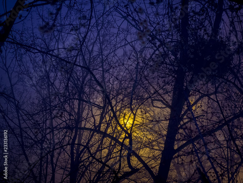 Blue night sky and black branches