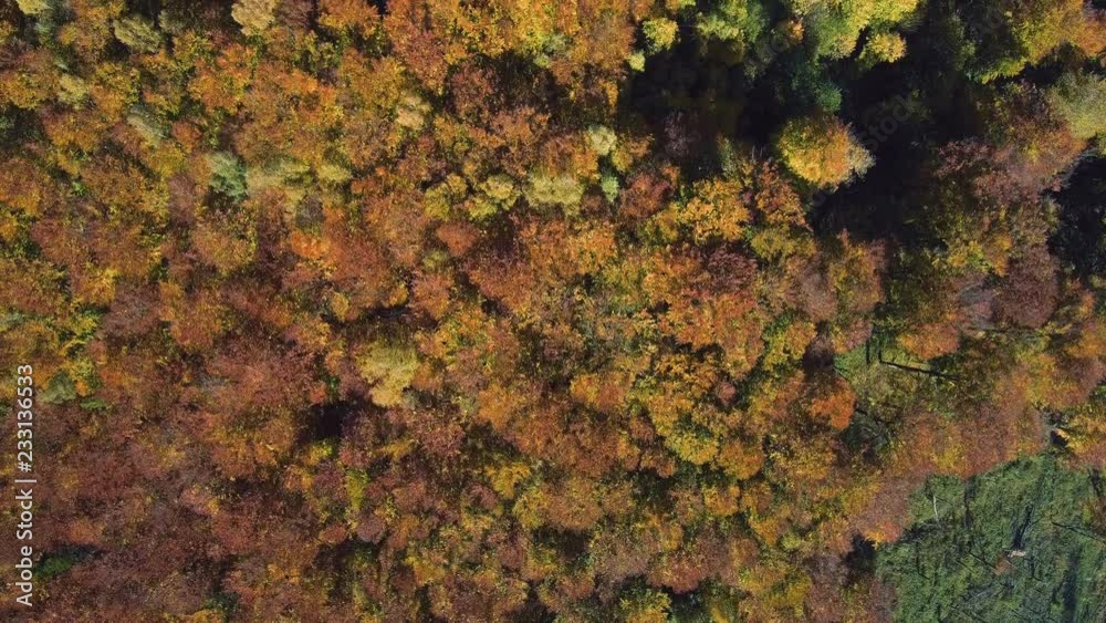 Aerial, top view from Drone: view of the forest crowns of trees from above. Autumn period. Aerial, top view from Drone: view of the forest crowns of trees from above. Autumn period.