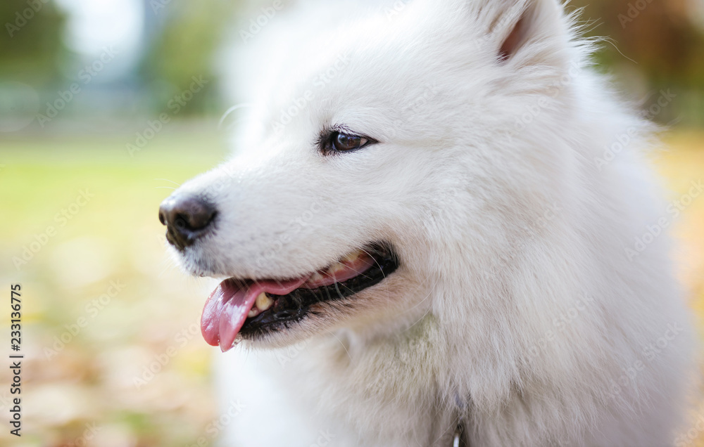 Closeup of samoyed dog in autumn park