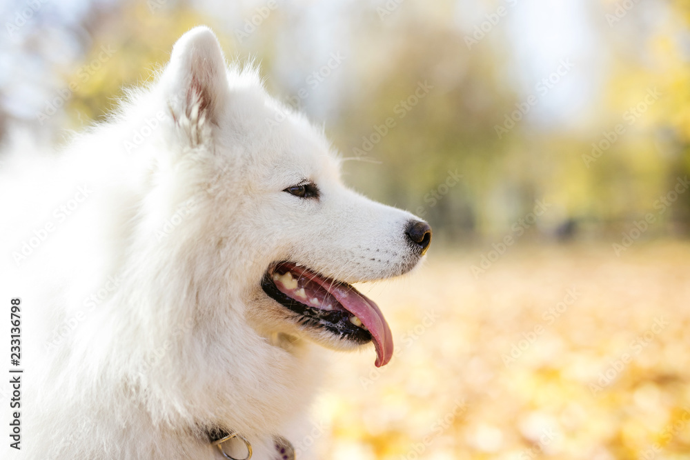 Samoyed dog in autumn park