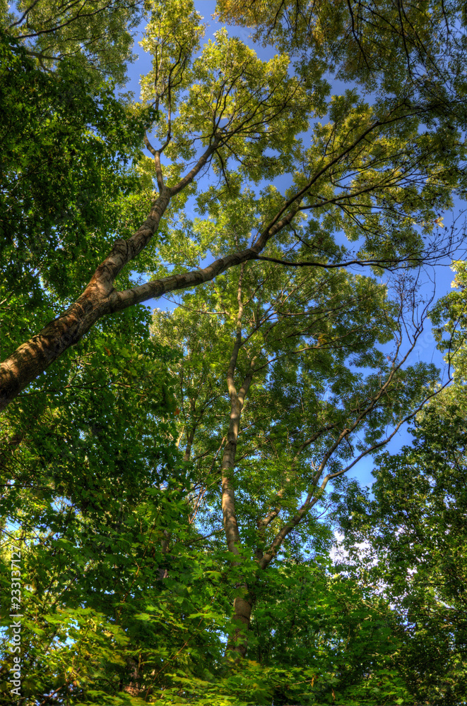 Fototapeta premium Green tree crown with fresh leaves and blue sky