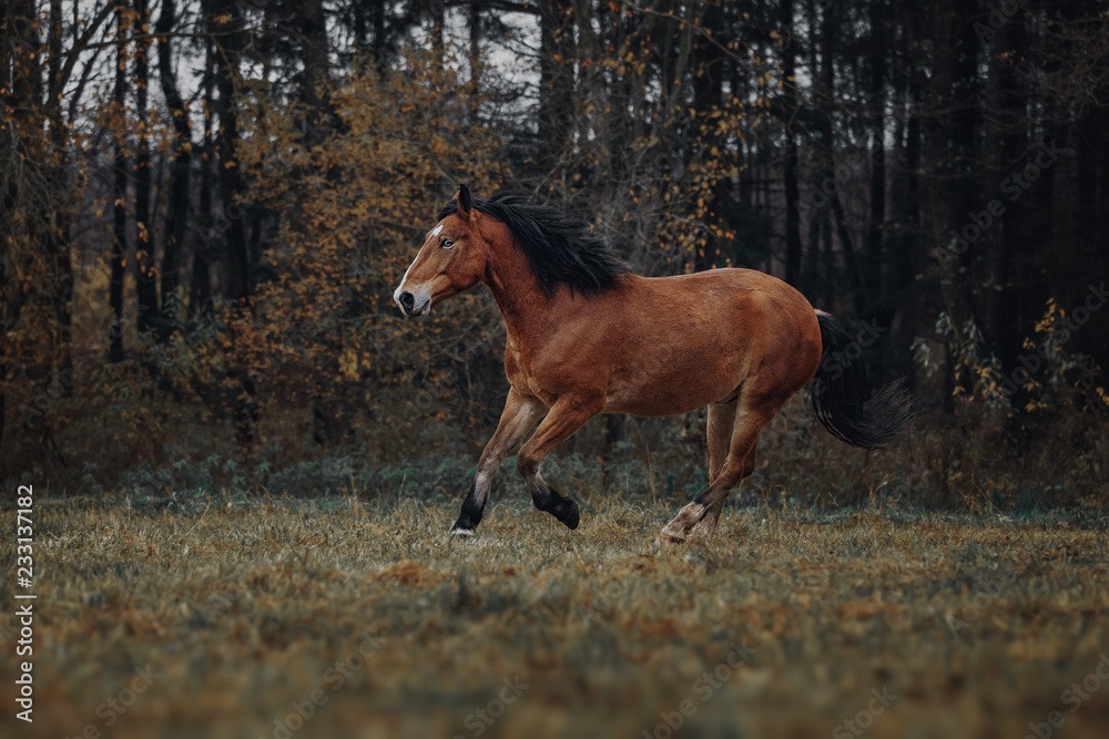 Obraz premium Bay horse runs in the autumn field
