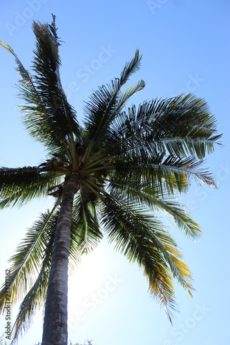 Palm tree, green, coconut tree 