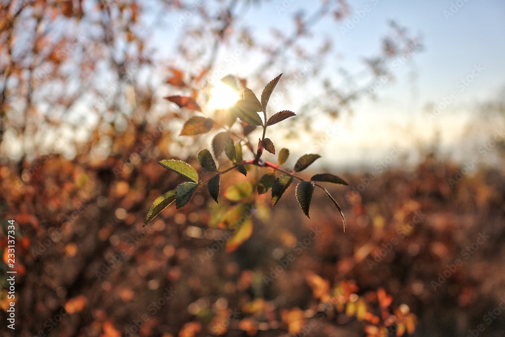 A closeup view of a plant autumn leaves and the sun shining behind them A closeup view of a plant autumn leaves and the sun shining behind them