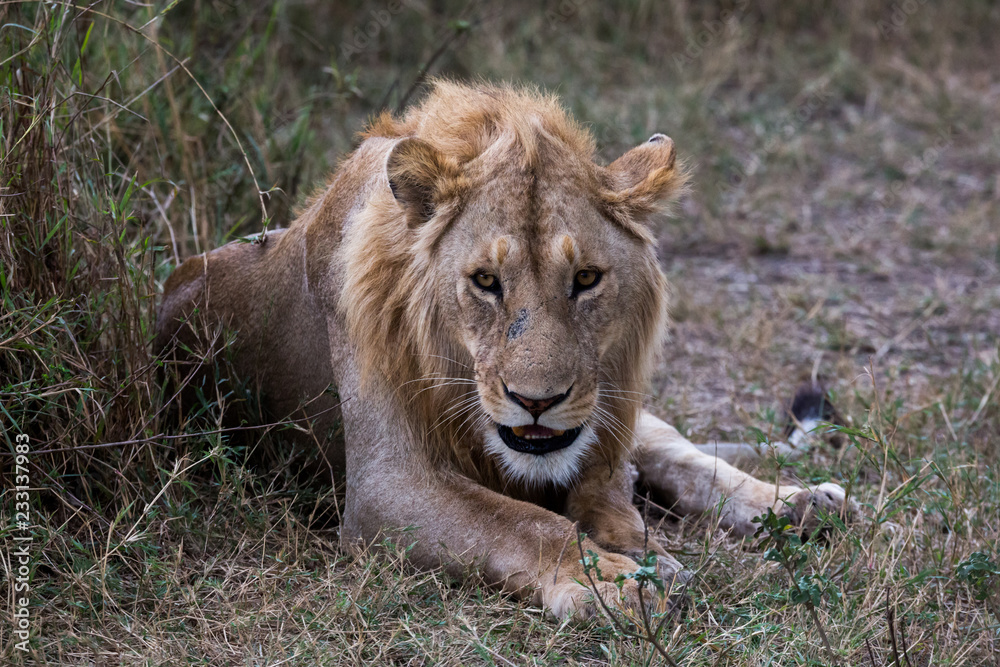 Fototapeta premium Löwe (Panthera leo)
