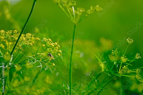 Honey bee on tiny flowers