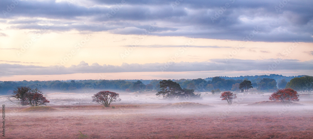 Beautiful sunrise with low hanging fog in a Dutch landscape with flowering heather. Shot against a clear sky. Beautiful sunrise with low hanging fog in a Dutch landscape with flowering heather. Shot against a clear sky.