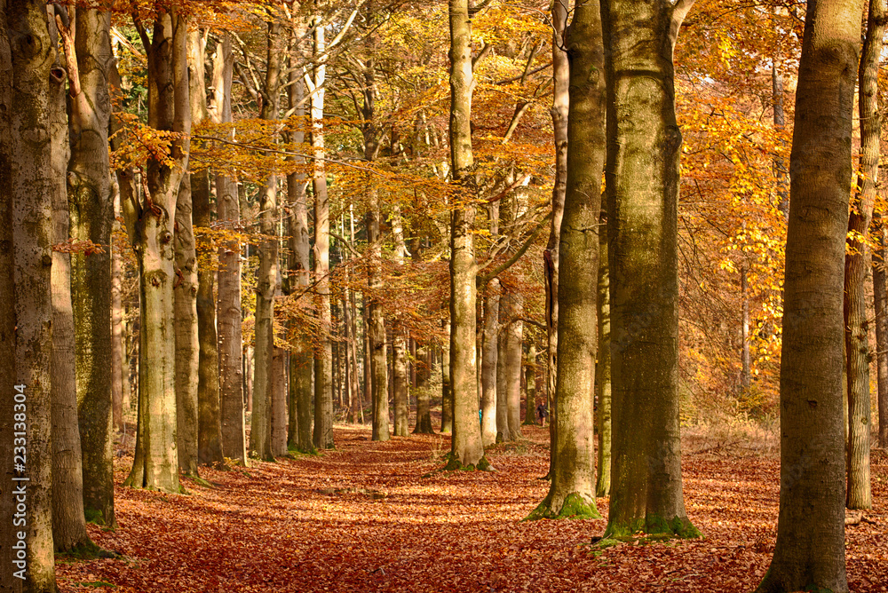 Fototapeta premium Beautiful fall forest lane with dappled sunlight.