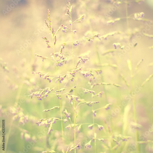 Vintage summer ornamental grass.