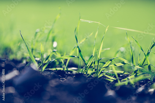 Fresh, green and fertile agricutlure plants, grass photo