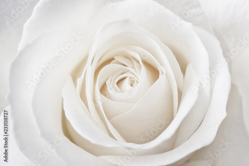 Fototapeta Beautiful soft fresh white rose close up.