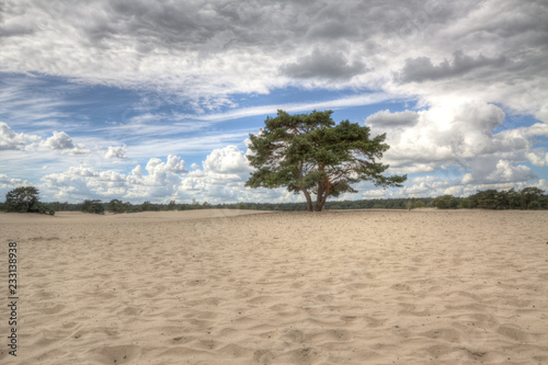 Fototapeta Naklejka Na Ścianę i Meble -  Shifting sands and heath land in Soesterduinen, a unique nature reserve on the Utrechtse Heuvelrug, Netherlands.