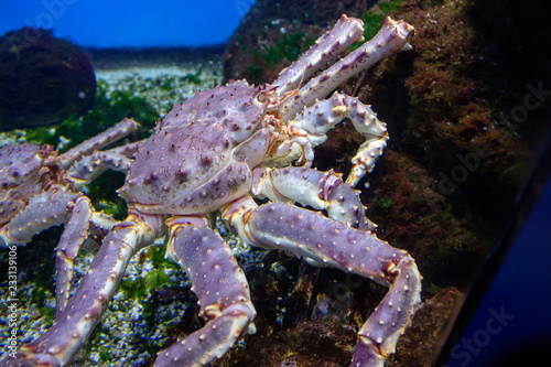 Red king crab. Valuable commercial species. Inhabits areas of the coastal zone at a depth of 2 to 400 meters.Eats shellfish. 