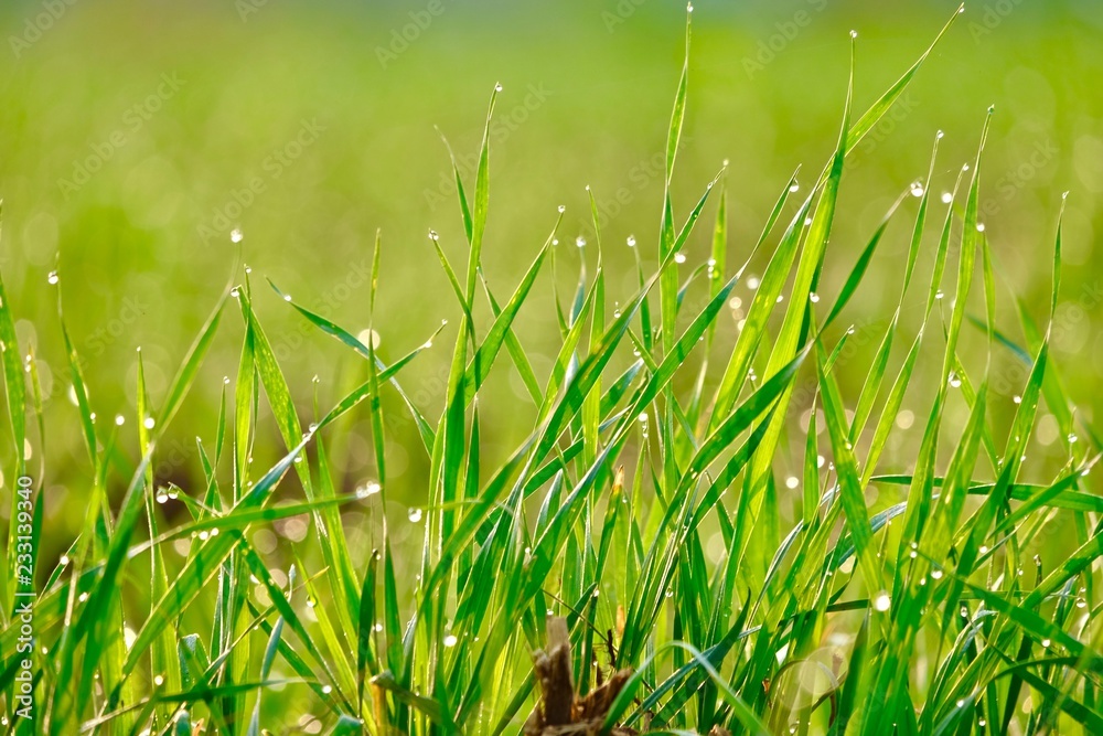Obraz premium Wheat crop background