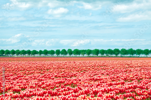 Red and white tulip fields neatly placed in rows  shot on a beautiful spring day against a slightly cloudy sky.