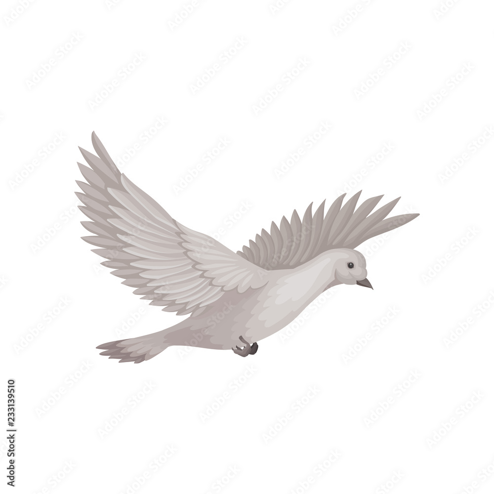 Obraz premium Dove in flying with wide open wings. Bird with gray plumage. Flat vector element for ornithology book