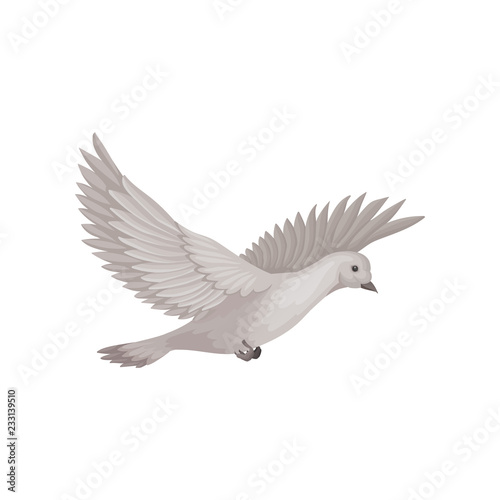 Dove in flying with wide open wings. Bird with gray plumage. Flat vector element for ornithology book