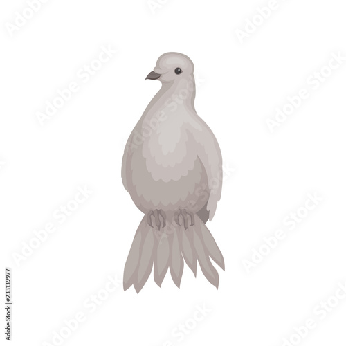 Gray dove with fluffy tail. Bird with small head and short legs. Wild feathered animal. Flat vector design