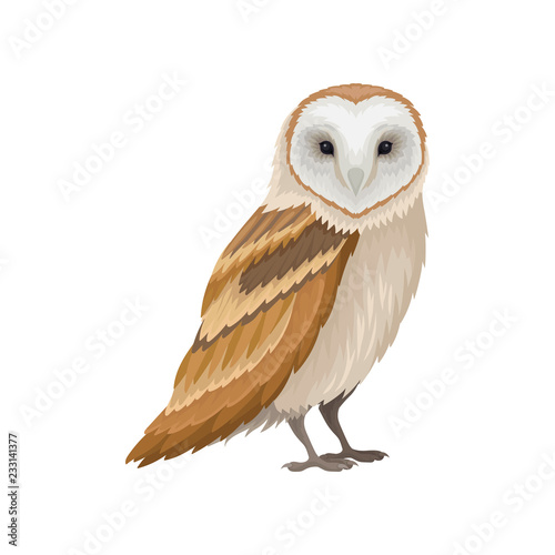 Tableau sur toile Barn owl with white face and brown wings, side view