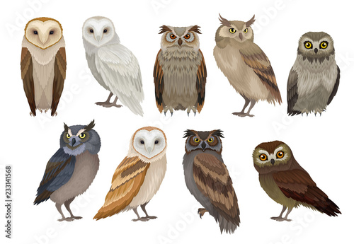Flat vector set of different species of owls. Wild forest birds. Flying creatures. Elements for ornithology book photo