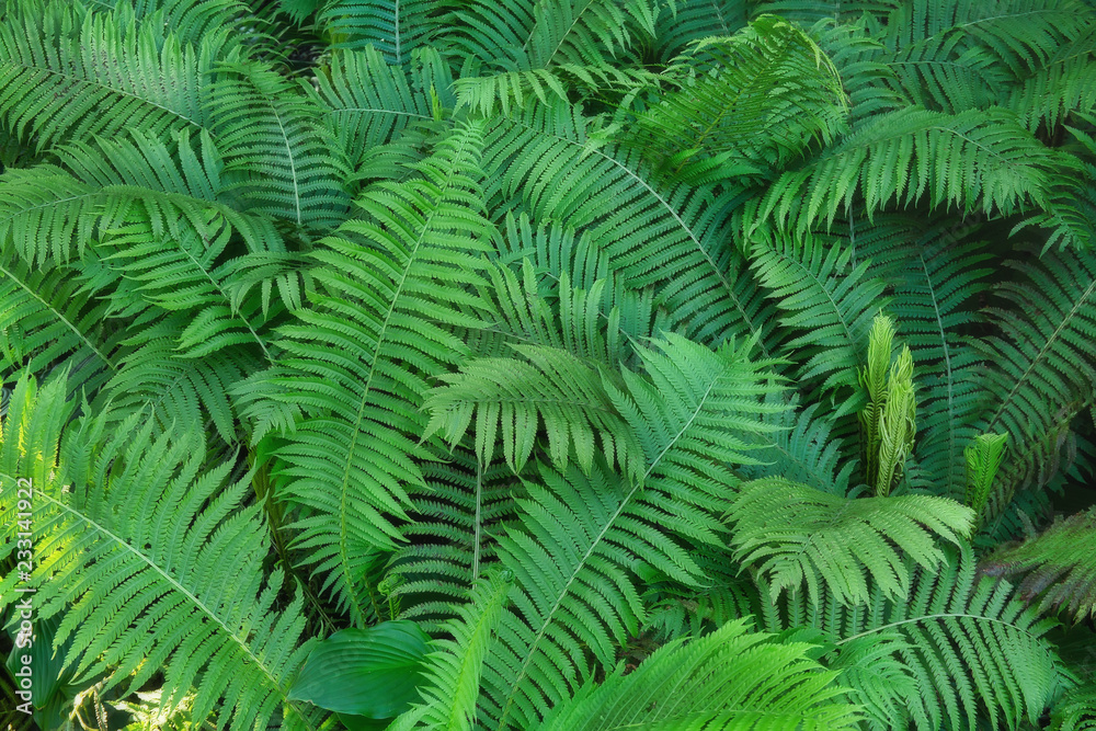 Fern plants in the shadow of trees