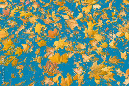 Fototapeta Naklejka Na Ścianę i Meble -  Abstract leaves pattern in yellow, orange, blue hues with an autumnal feel. Autumn maple leaves. Background of maple foliage, toned