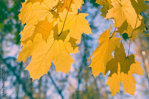 Branch of yellow autumn maple leaves in bright sunlight against a blue sky. Bright autumn foliage. Shallow depth of field