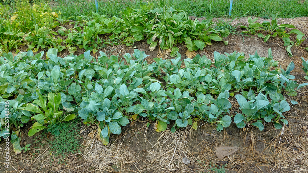 Vegetables on the soil in plots covered with dry straw Vegetables on the soil in plots covered with dry straw