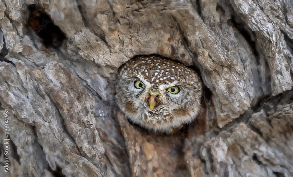 PEARL SPOTTED OWLET (Glaucidium perlatum). Africa's smallest owl. barely larger than a sparrow. PEARL SPOTTED OWLET (Glaucidium perlatum). Africa's smallest owl. barely larger than a sparrow.