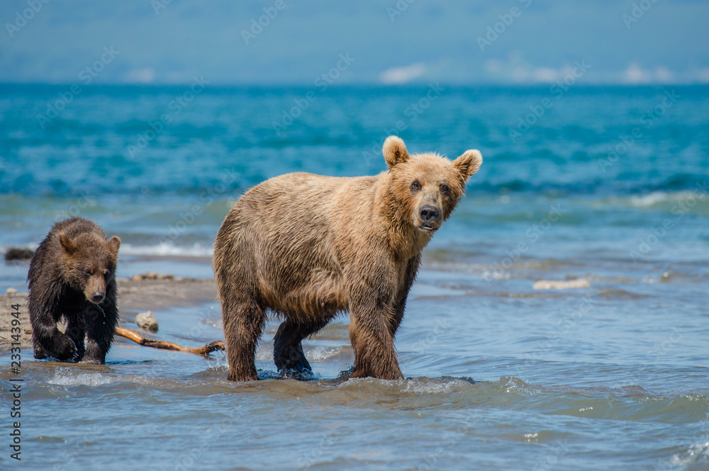 The Kamchatka brown bear is a subspecies of the brown bear, common on the territory of Eurasia. It differs from its relatives living in Siberia by its larger size and docile nature. The Kamchatka brown bear is a subspecies of the brown bear, common on the territory of Eurasia. It differs from its relatives living in Siberia by its larger size and docile nature.