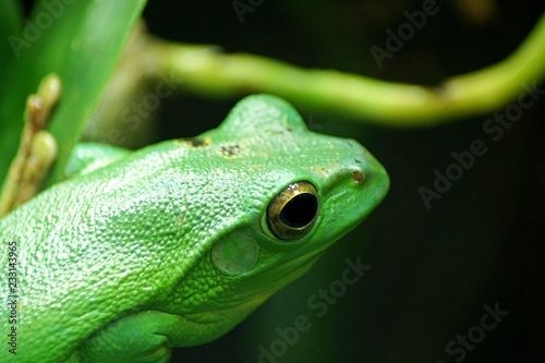 green tree frog on leaf