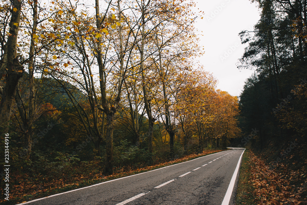 road in autumn